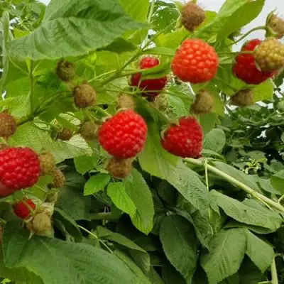 Малина КВЕЛЛИ в Волковыске