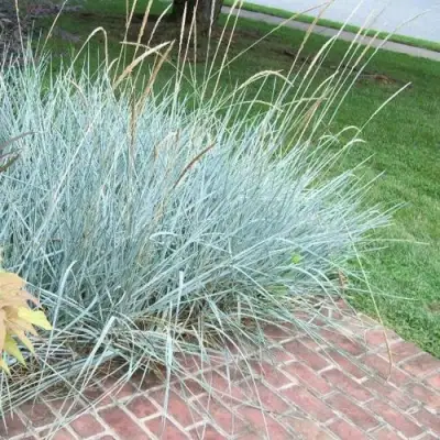 Элимус БЛЮ ДЮН песчаный в Волковыске