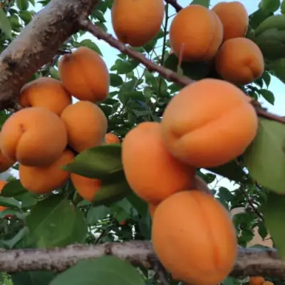 Абрикос ГОЛД РИЧ в Волковыске