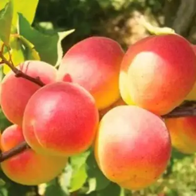 Абрикос NJA-19 в Волковыске