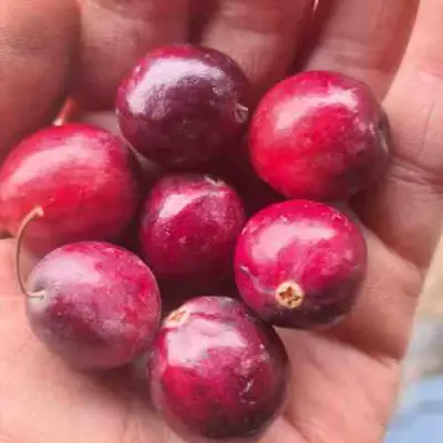 Клюква БАИН 6 в Волковыске