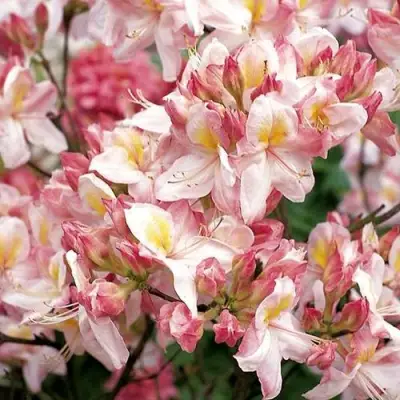 Азалия САТОМИ японская в Волковыске