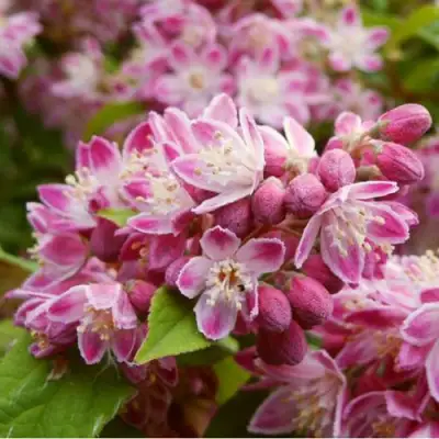 Дейция СТРОБЕРРИ ФИЛДС  в Волковыске