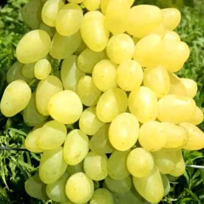 Виноград ЗАРНИЦА в Волковыске