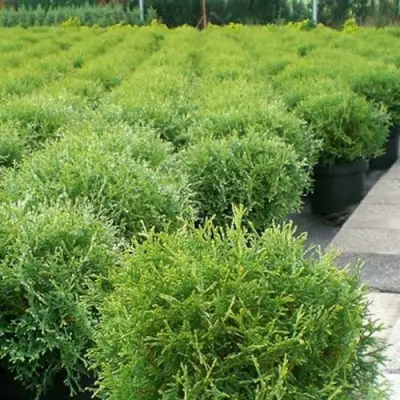 Туя ТИНИ ТИМ западная в Волковыске