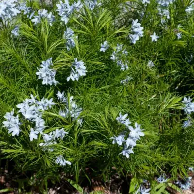 Амсония РЕСНИТЧАТАЯ в Волковыске