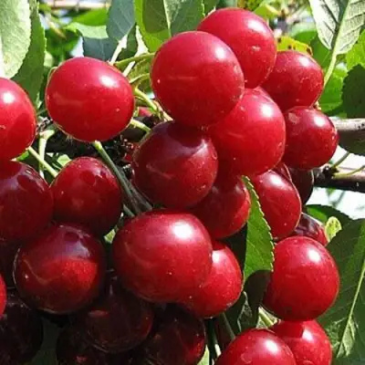 Вишня ГЛУБОКСКАЯ в Волковыске