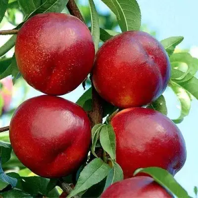 Нектарин БИГ-ТОП в Волковыске