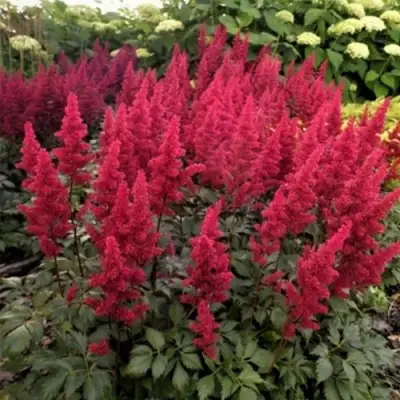 Астильба ФАНАЛ в Волковыске