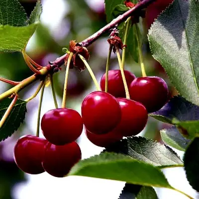 Вишня РИВАЛ в Волковыске