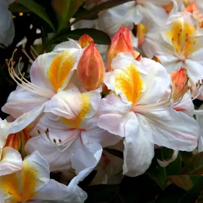 Азалия СИЛЬВЕР СЛИППЕР листопадная в Волковыске