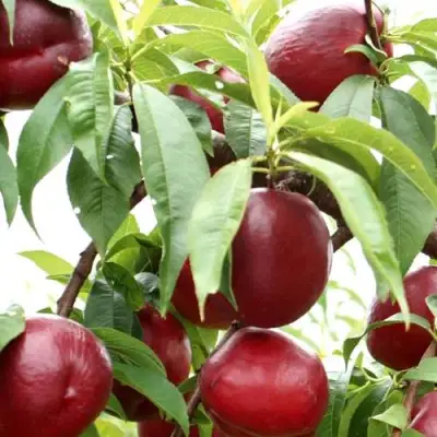 Нектарин ФАНТАЗИЯ в Волковыске