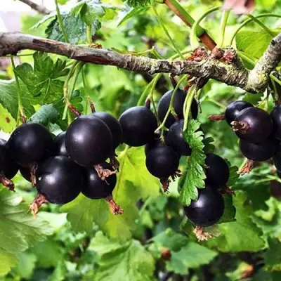 Йошта КРЫМСКАЯ в Волковыске