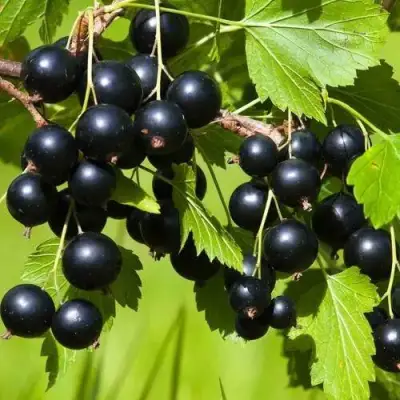 Смородина чёрная БЕЛОРУССКАЯ СЛАДКАЯ в Волковыске