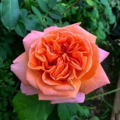 Роза РЕНЕ ГОССИНИ чайно-гибридная в Волковыске