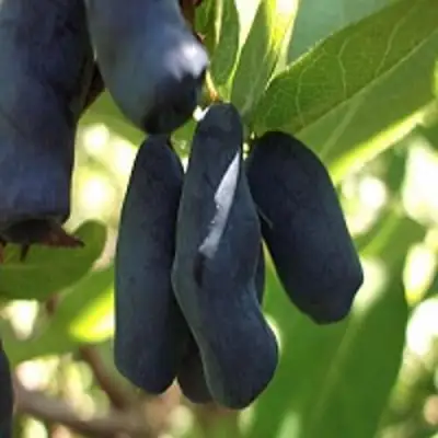 Жимолость съедобная РОКСАНА в Волковыске