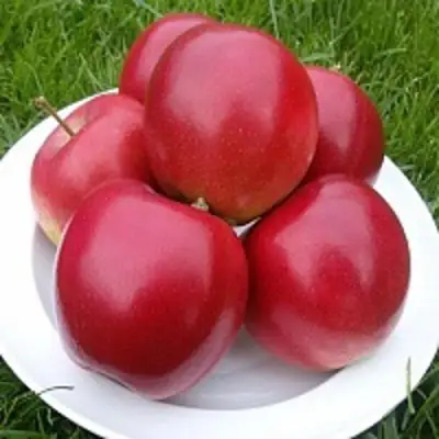 Яблоня СЯБРЫНА в Волковыске