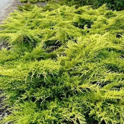 Можжевельник ОЛД ГОЛД средний в Волковыске