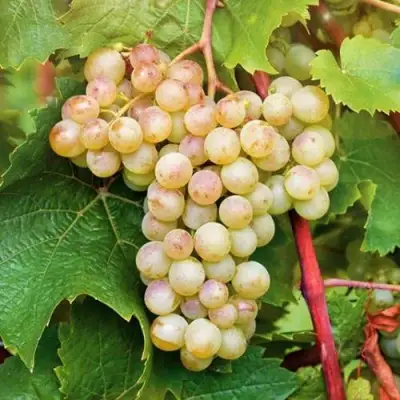 Виноград КРИСТАЛЛ в Волковыске