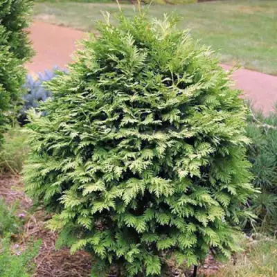 Туя ВАРЕАНА ЛЮТЕСЦЕНС западная в Волковыске