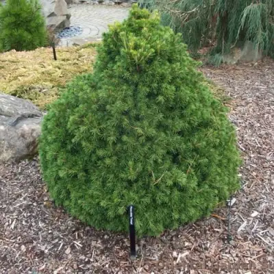 Ель ТОМПА обыкновенная в Волковыске