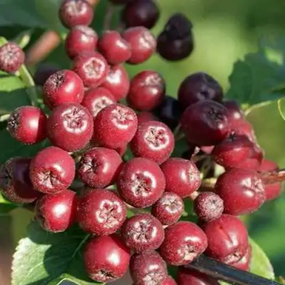 Рябина БУРКА сладкоплодная в Волковыске