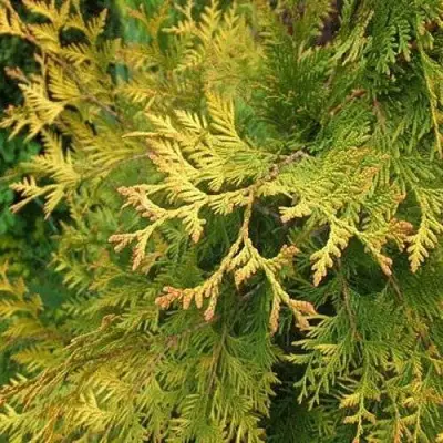 Туя ГОЛДЕН БРАБАНТ западная в Волковыске