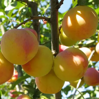 Слива ВЕТРАЗЬ-2 в Волковыске