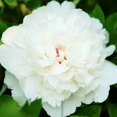 Пион СНЕЖНАЯ КРЕПОСТЬ древовидный в Волковыске