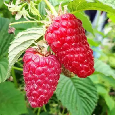 Малина ПШЕХИБА в Волковыске