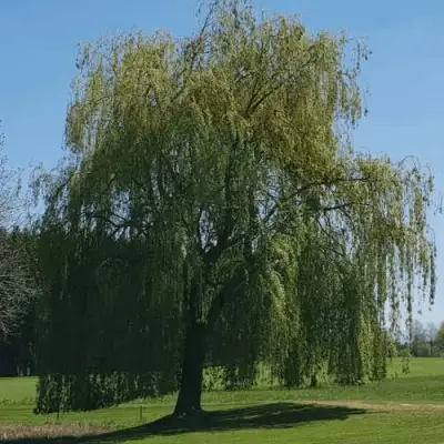 Ива белая в Волковыске