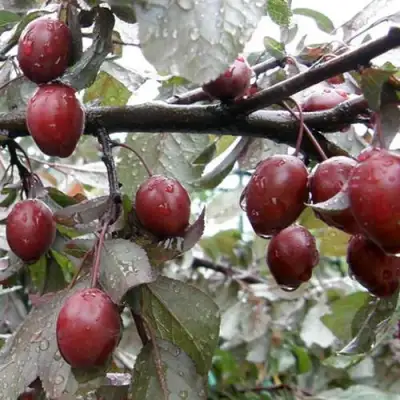 Слива НИГРА растопыреная в Волковыске