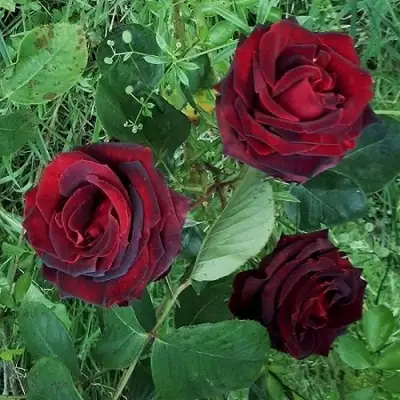 Роза ПАПА МЕЙЯН чайно-гибридная в Волковыске