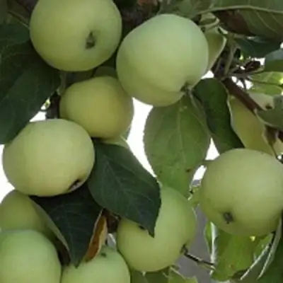 Яблоня ПАПИРОВКА в Волковыске