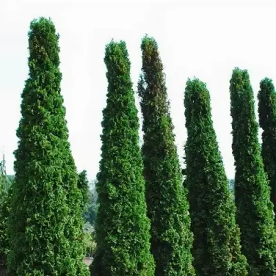 Туя ДЕГРУТ СПАЙР западная в Волковыске