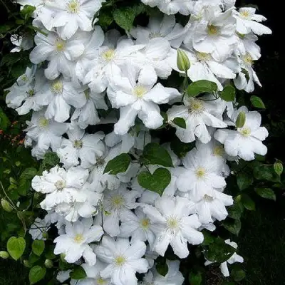 Клематис ТОКИ в Волковыске