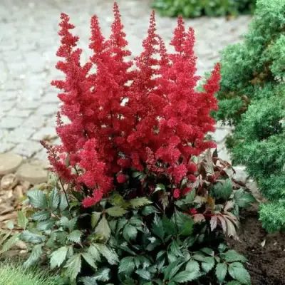 Астильба ГРАНАТ Арендса в Волковыске