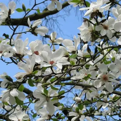 Магнолия АЛЬБА СУПЕРБА в Волковыске