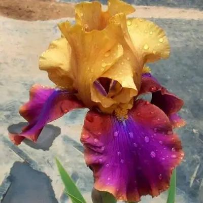 Ирис ГАЛА МАДРИД бородатый в Волковыске