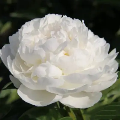 Пион СНЕЖНАЯ КРЕПОСТЬ древовидный в Волковыске