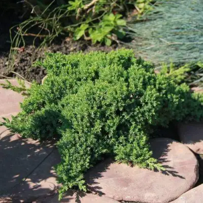 Можжевельник АВАСИ лежачий  в Волковыске