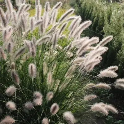 Пеннисетум ЛЕДИ Ю в Волковыске