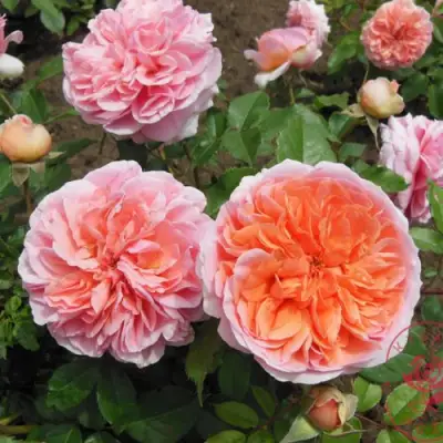 Роза ЧИППЕНДЕЙЛ чайно-гибридная в Волковыске