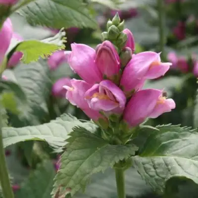 Хелоне КОСАЯ в Волковыске