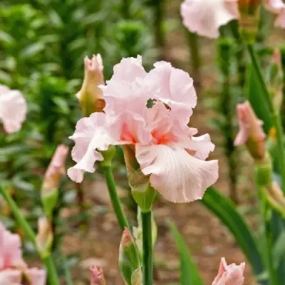 Ирис ПИНК ХОРАЙЗОН бородатый в Волковыске