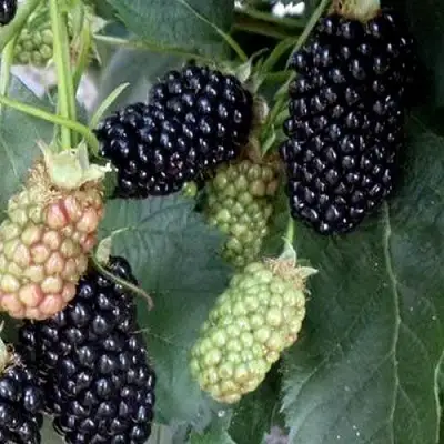 Ежевика ПРАЙМ АРК ФРИДОМ ремонтантная  в Волковыске