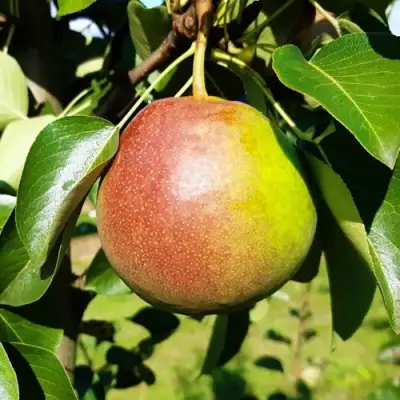 Груша КУПАЛА в Волковыске