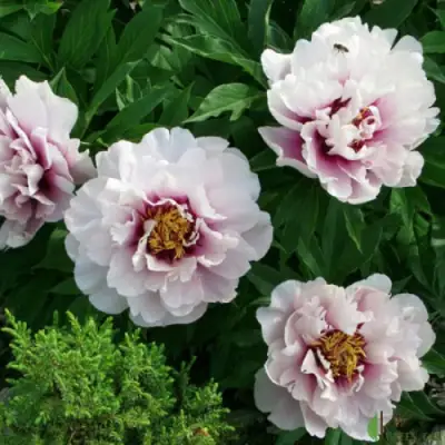 Пион КОРА ЛУИЗА ито-гибрид в Волковыске