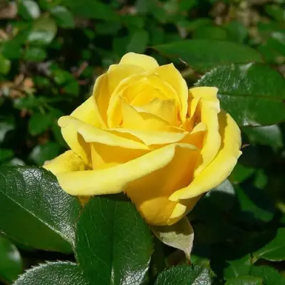 Роза ПАПИЛОН чайно-гибридная в Волковыске