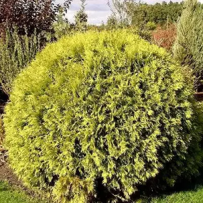 Туя ГЛОБОЗА АУРЕА западная в Волковыске